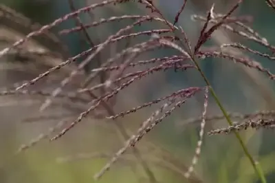 MISCANTHUS sinensis 'Ferner Osten' - image 8