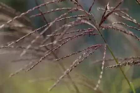 MISCANTHUS sinensis 'Ferner Osten' - image 3