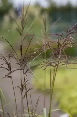 MISCANTHUS sinensis 'Ferner Osten' - image 4