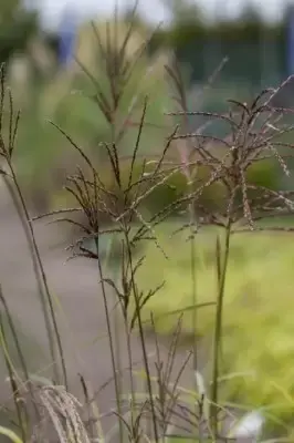MISCANTHUS sinensis 'Ferner Osten' - image 5