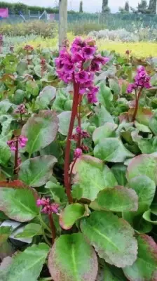 BERGENIA 'Eroica' - image 2