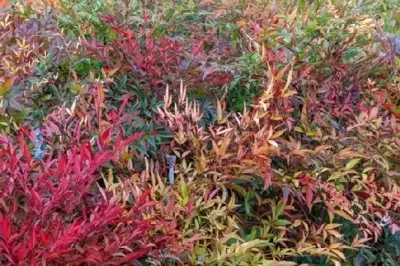 NANDINA domestica - image 4