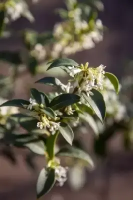 VIBURNUM x burkwoodii 'Mohawk' - image 2