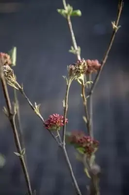 VIBURNUM x burkwoodii 'Mohawk' - image 3