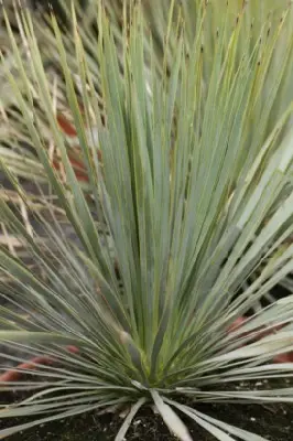 YUCCA rostrata - image 2