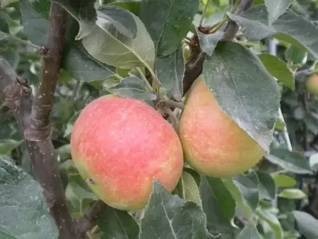 Malus domestica 'Discovery' (Apple) - image 2