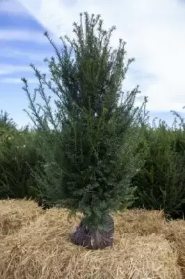 TAXUS baccata