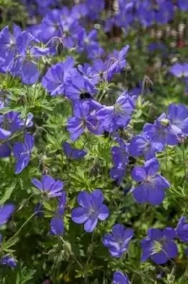 GERANIUM 'Johnson's Blue' - image 2