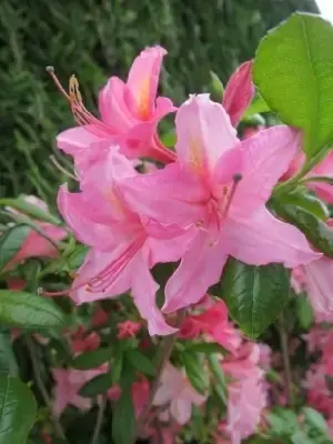 AZALEA 'Jolie Madame' - image 3
