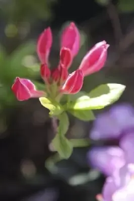 AZALEA 'Jolie Madame' - image 4