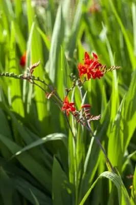CROCOSMIA 'Lucifer' - image 2
