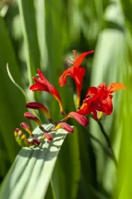 CROCOSMIA 'Lucifer' - image 3