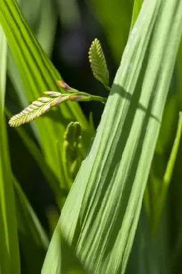 CROCOSMIA 'Lucifer' - image 4