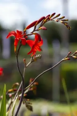 CROCOSMIA 'Lucifer' - image 5