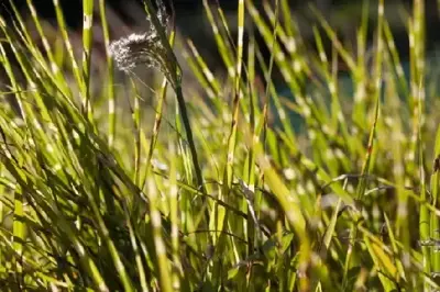 MISCANTHUS sinensis 'Strictus' - image 5