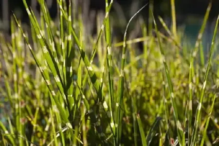 MISCANTHUS sinensis 'Strictus' - image 3