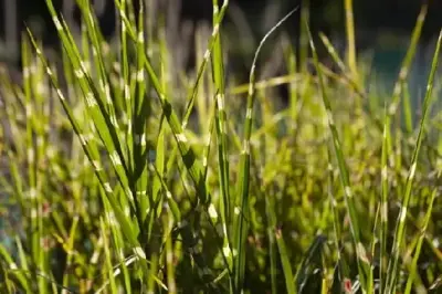 MISCANTHUS sinensis 'Strictus' - image 3