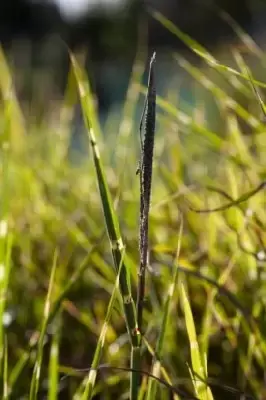 MISCANTHUS sinensis 'Strictus' - image 4