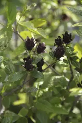 CALYCANTHUS floridus - image 2