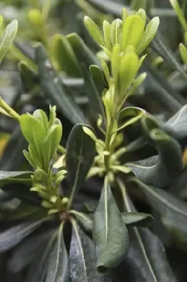 PITTOSPORUM tobira - image 2