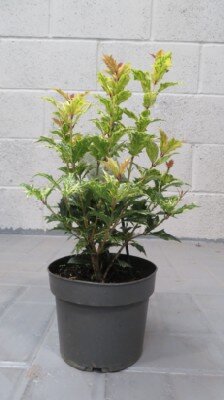 OSMANTHUS heterophyllus 'Goshiki' - image 1