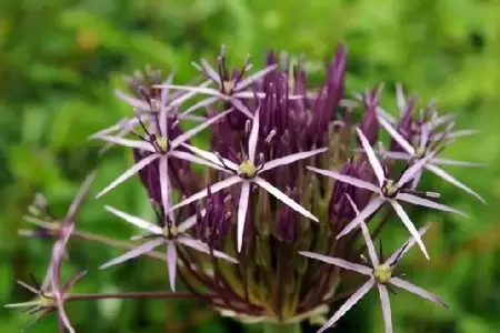 ALLIUM cristophii - image 3