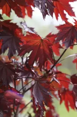 ACER platanoides'Crimson Sentry' - image 3