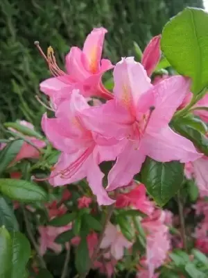 AZALEA 'Jolie Madame' - image 2
