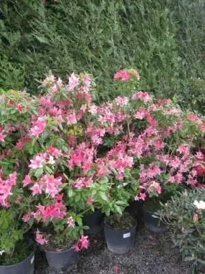 AZALEA 'Jolie Madame' - image 3