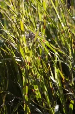 MISCANTHUS sinensis 'Strictus' - image 6