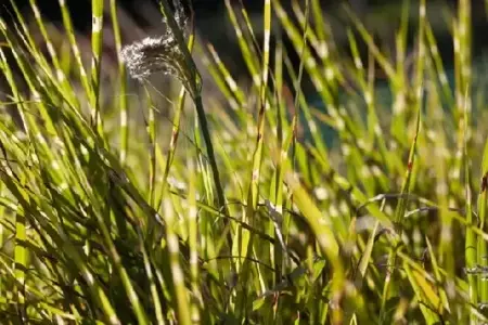 MISCANTHUS sinensis 'Strictus' - image 4