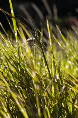 MISCANTHUS sinensis 'Strictus' - image 5