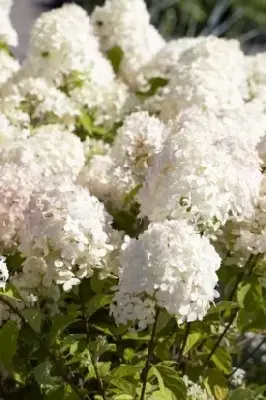 HYDRANGEA paniculata 'Sundae Fraise' - image 2