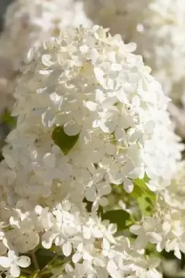HYDRANGEA paniculata 'Sundae Fraise' - image 3