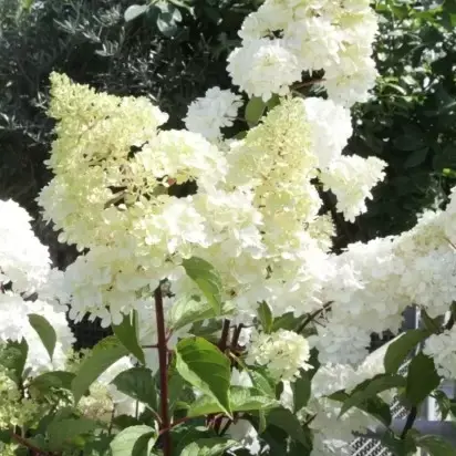 HYDRANGEA paniculata 'Sundae Fraise' - image 4