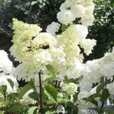 HYDRANGEA paniculata 'Sundae Fraise' - image 4