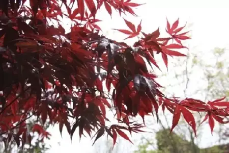 ACER palmatum 'Atropurpureum' - image 3