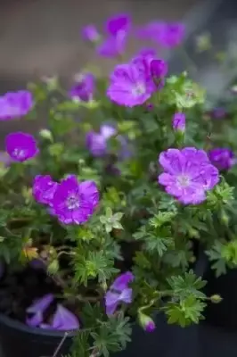 GERANIUM sanguineum 'Max Frei'