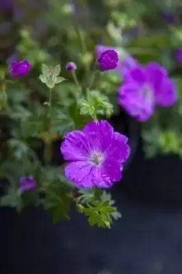 GERANIUM sanguineum 'Max Frei' - image 2