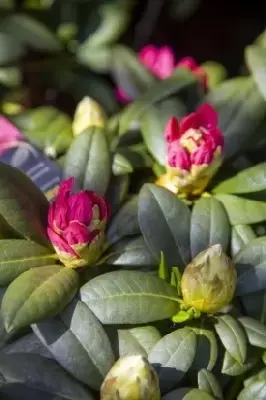 RHODODENDRON 'Germania' - image 4