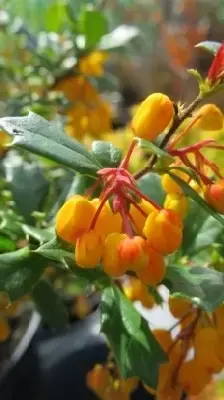 BERBERIS darwinii - image 2