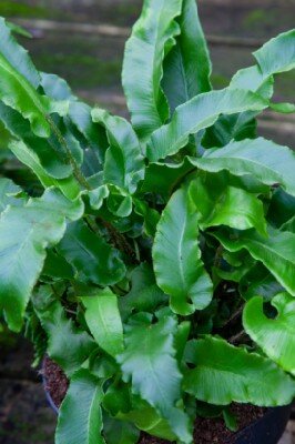 ASPLENIUM scolopendrium - image 2