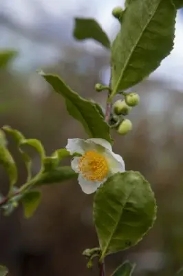 CAMELLIA sinensis - image 2
