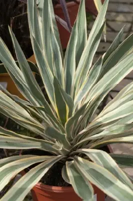YUCCA gloriosa 'Variegata' - image 2