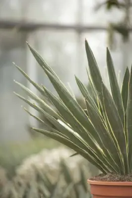 YUCCA gloriosa 'Variegata' - image 3