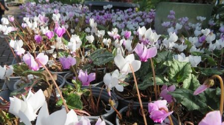 CYCLAMEN hederifolium - image 2