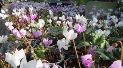 CYCLAMEN hederifolium - image 2