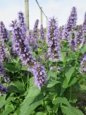 AGASTACHE 'Black Adder' - image 2