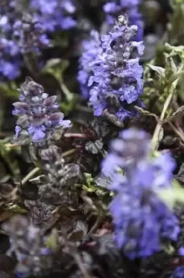 AJUGA reptans 'Black Scallop' - image 2