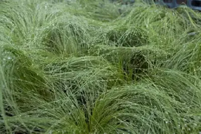 STIPA tenuissima - image 2